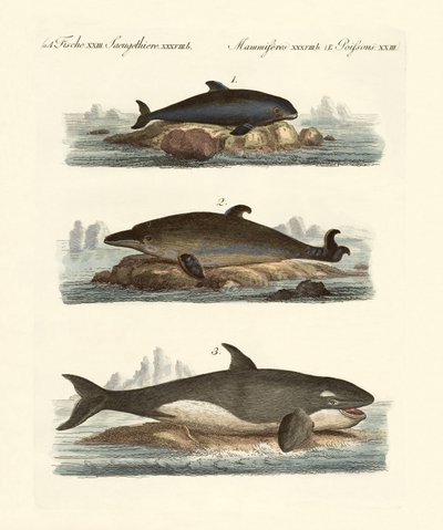 Tipos de ballenas de German School
