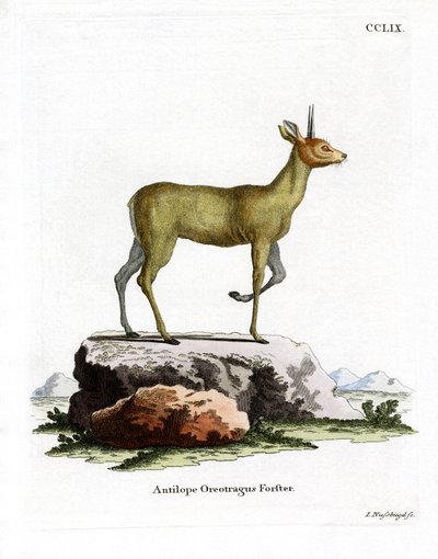 Klipspringer de German School