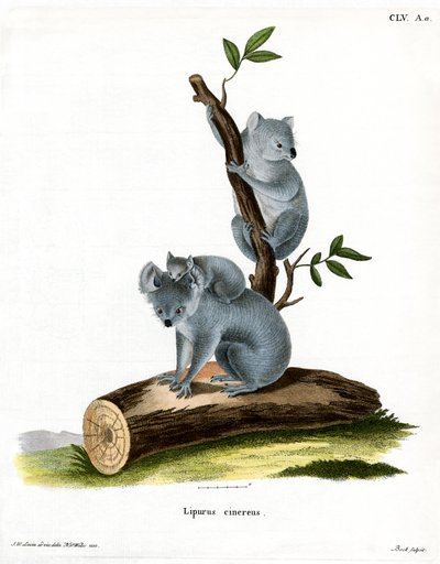 Koala de German School