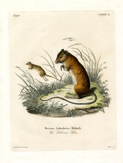Ratón Saltador de Labrador de German School