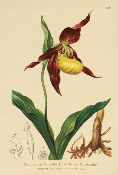 Zapatilla de Dama (Cypripedium Calceolus) de German School