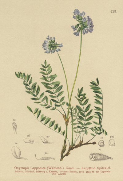 Astrágalo de Laponia (Oxytropis Lapponica) de German School