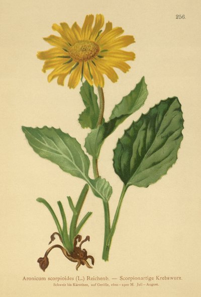 Matacabras de flores grandes (Aronicum scorpioides, Doronicum grandiflorum) de German School