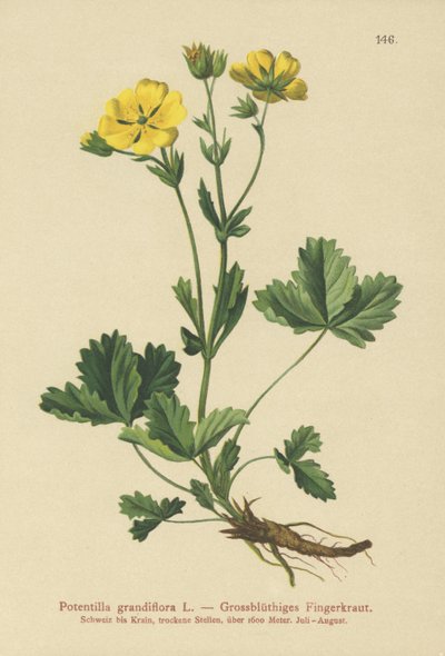 Potentilla de flores grandes (Potentilla grandiflora) de German School