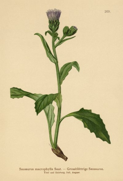 Saussurea de hojas grandes (Saussurea macrophylla, Saussurea alpina ssp. macrophylla) de German School