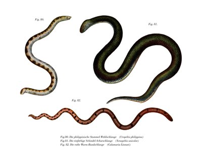 Serpiente de cola de escudo grande de German School