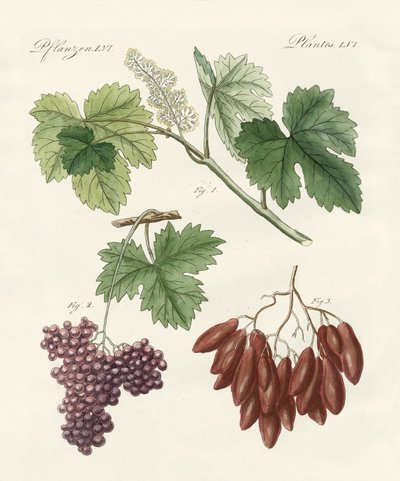 Uvas grandes y pequeñas de German School