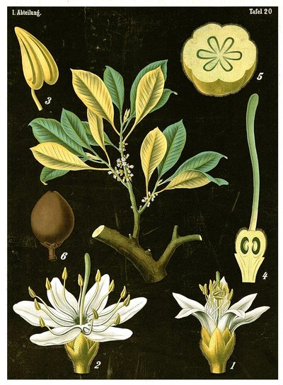 Látex (Palaquium gutta) c.1890 de German School