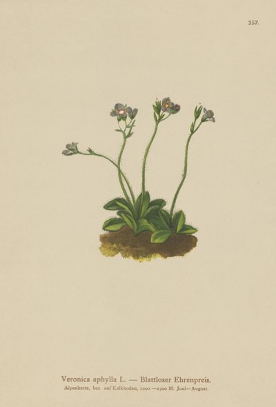 Verónica de tallo sin hojas (Veronica aphylla) de German School