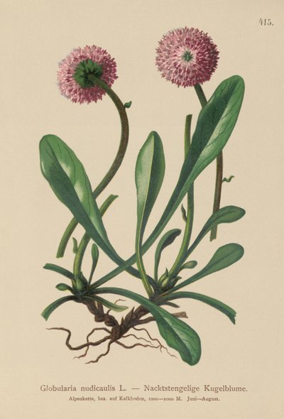 Globularia sin hojas (Globularia nudicaulis) de German School