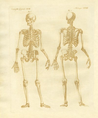 Estructura de las piernas de cuerpos humanos de German School