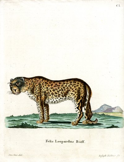 Leopardo de German School