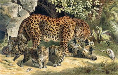 Leopardo, lámina de Brehms Tierleben: Allgemeine Kunde des Tierreichs, vol.1, p.463, publicado por Bibliographisches Institut, 1890 de German School