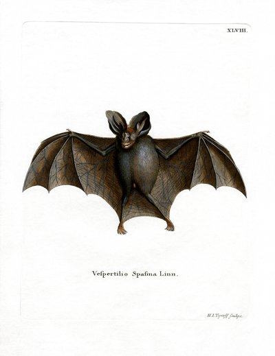 Murciélago vampiro falso menor de German School