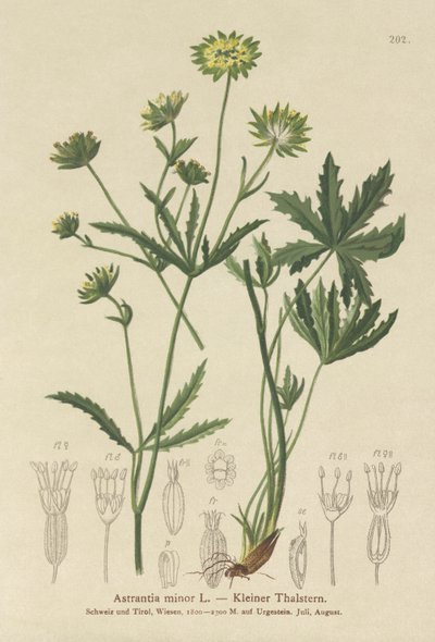 Astrancia menor (Astrantia minor) de German School
