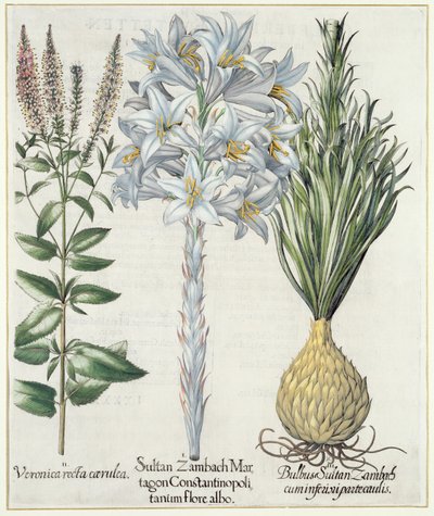 Lirio: 1. Sultan Zambach Martagon Constantinopolitanum flore albo 2. Veronica recta carnlea 3. Bulbo Sultan Zambach cuminfeunipartecaulis, de Hortus Eystettensis por Basil Besler, pub. 1613 de German School