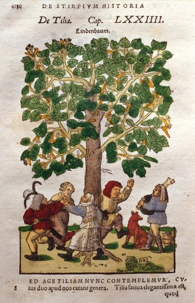 Árbol de lima o tilo de German School