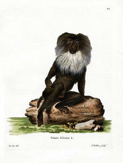 Macaco de cola de león de German School