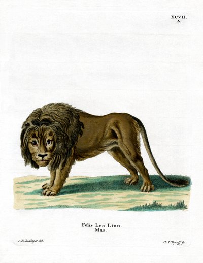 León de German School