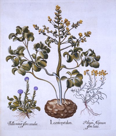 Hoja de León y Flores Alpinas, de Hortus Eystettensis, por Basil Besler, pub. 1613 de German School