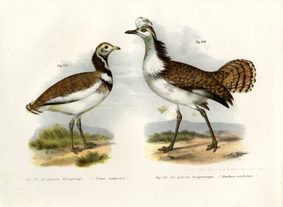 Avutarda pequeña, 1864 de German School