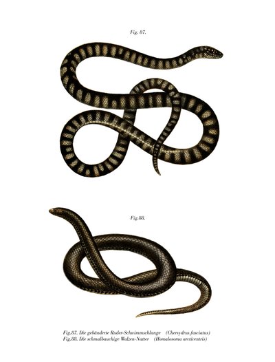 Serpiente de archivo pequeña de German School