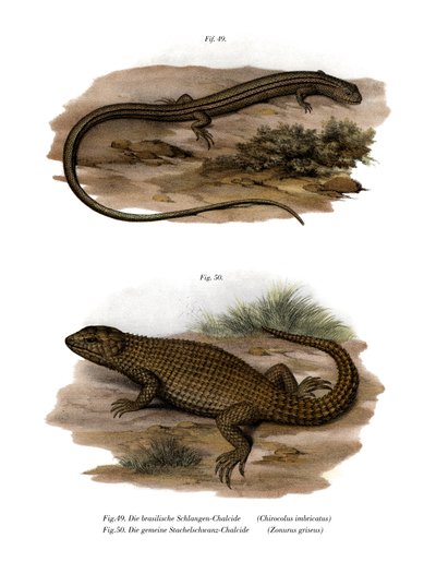 Lagarto de German School