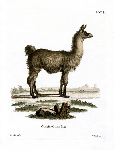 Llama de German School