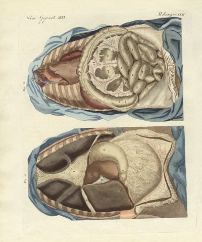 Ubicación de los intestinos en el cuerpo humano de German School