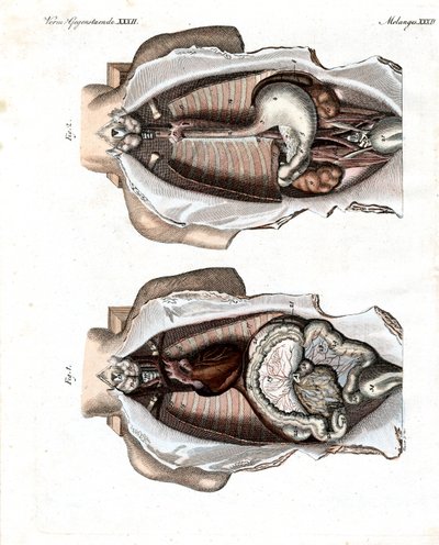 Ubicación de los intestinos en el cuerpo humano de German School