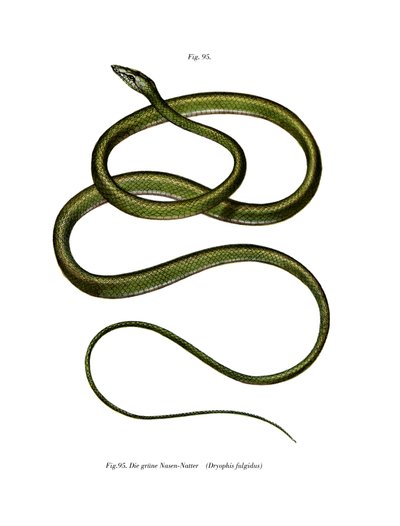 Serpiente de árbol de nariz larga de German School