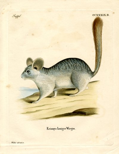 Chinchilla de Cola Larga de German School
