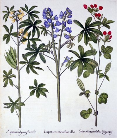 Altramuces y guisante espárrago rojo, de Hortus Eystettensis, por Basil Besler, pub. 1613 de German School