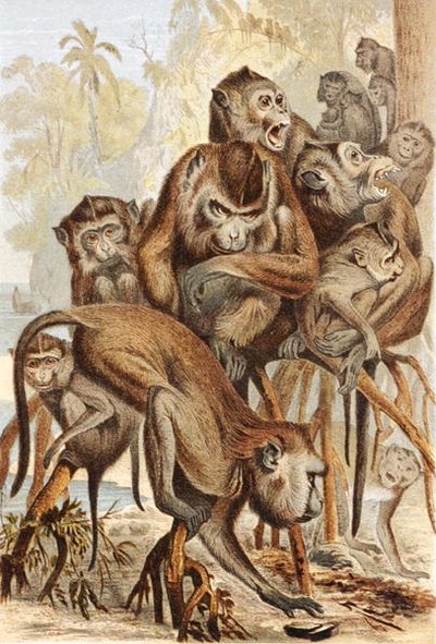 Macaco, lámina de "Brehms Tierleben: Allgemeine Kunde des Tierreichs", vol.1, p.149, publicado por Bibliographisches Institut de German School