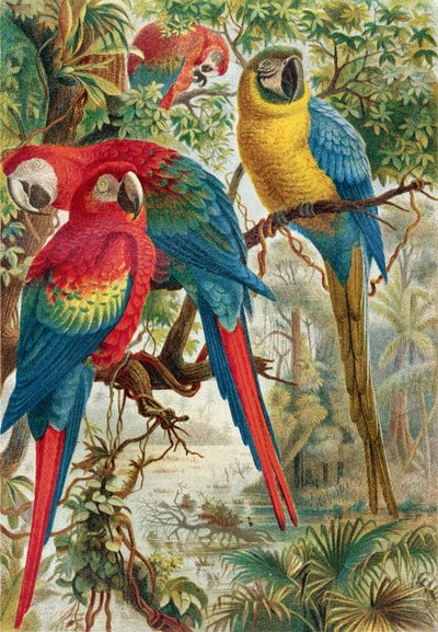 Guacamayos, lámina de Brehms Tierleben: Allgemeine Kunde des Tierreichs, vol.5, p.60, publicado por Bibliographisches Institut, 1892 de German School