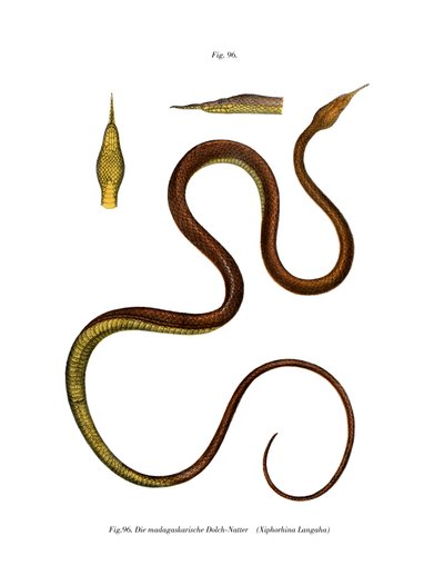 Serpiente de nariz de hoja de Madagascar de German School