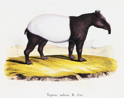 Tapir malayo (Tapirus indicus), de Mamíferos ilustrados de la Naturaleza con descripciones, por Johann Christian Daniel von Schreber (1739-1810), grabado por A Fleischman después de un dibujo de C Weber, volumen 6-7, tabla 319-A, Alemania de German School