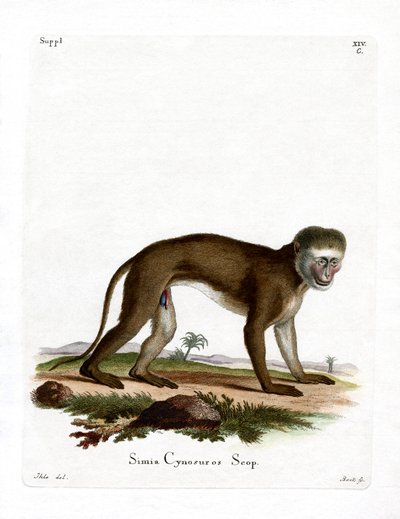 Mono Malbrouck de German School