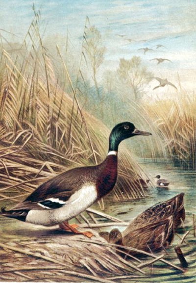 Ánade Real, lámina de "Brehms Tierleben: Allgemeine Kunde des Tierreichs", vol.6, p.635, publicado por Bibliographisches Institut de German School