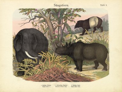 Mamíferos, c.1860 de German School