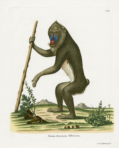 Mandril de German School