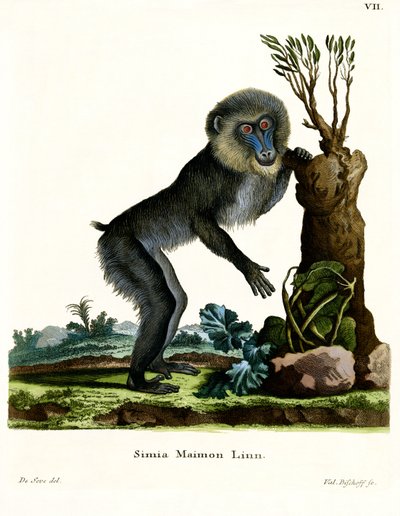Mandril de German School