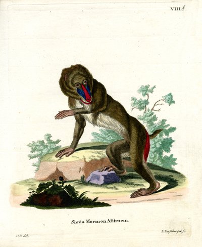 Mandril de German School