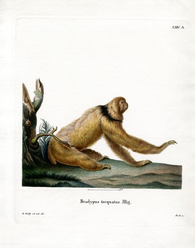 Perezoso de melena de German School