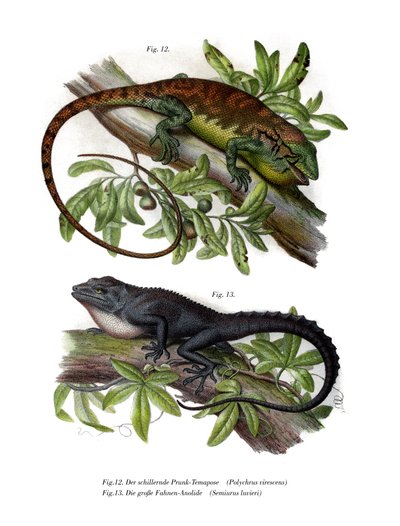 Anolis de arbusto multicolor de German School