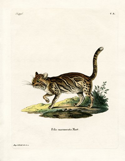 Gato Jaspeado de German School