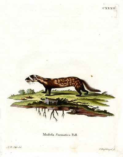 Turón Mármol de German School