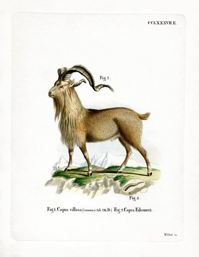 Markhor de German School