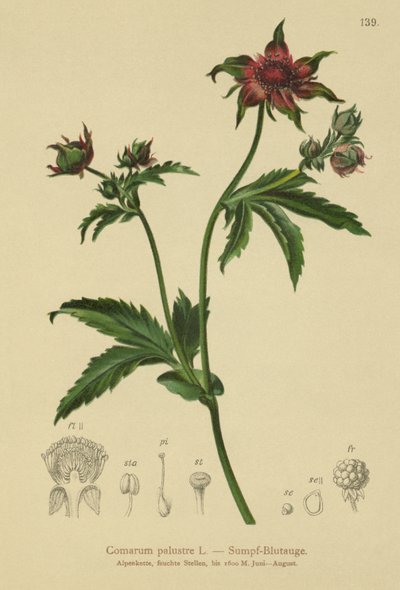 Comarum palustre (Comarum palustre, Potentilla palustris) de German School