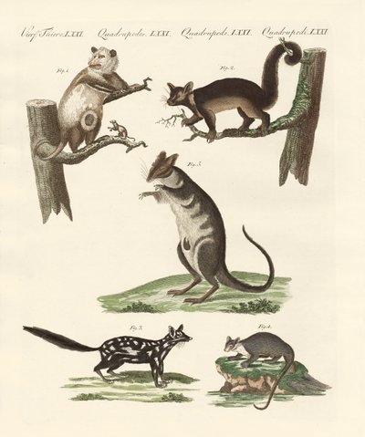 Marsupiales de German School
